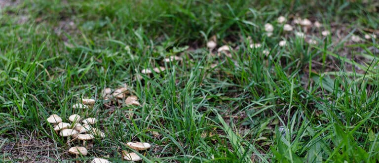 Combat Lawn Diseases: Expert Tips from a Landscaping Company